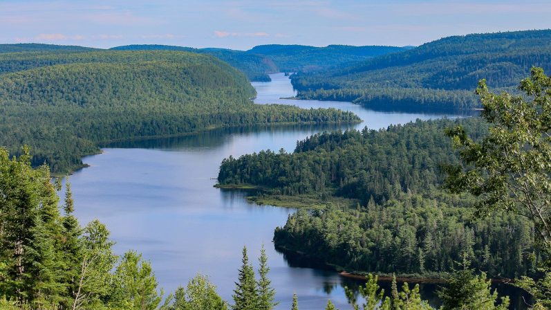 image-Rôle des forêts dans le bilan de carbone de la planète