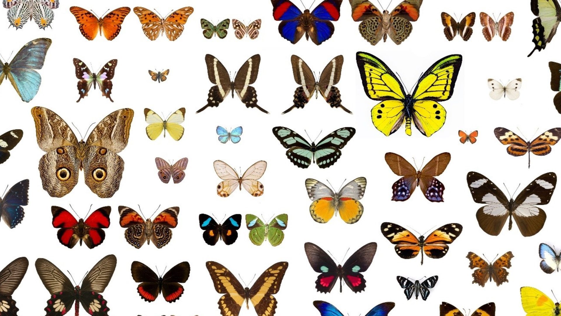 image-Pourquoi les papillons sont-ils si colorés ?